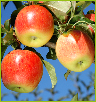 We have the most important cider apple tree producers in Europe