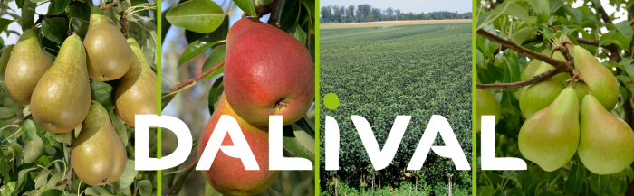 The Dalival Pears