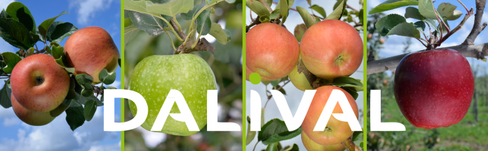 We have the most important apple trees producers in Europe