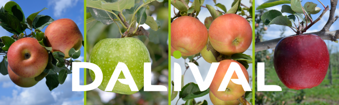 variétés pommes pommiers dalival france