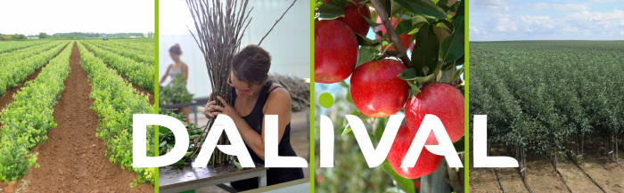Dalival, nursery specialised in apple and pear trees and stone fruit trees (cherry, apricot, peach, nectarine and plum trees).