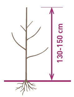 9 month trees created from benchgrafts or latent budwoods