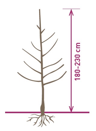 The maiden tree of two years (Knipboom)