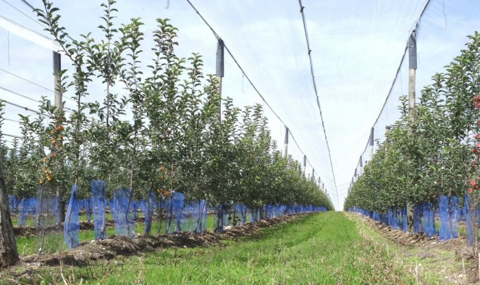 Comment conserver les plants avant la plantation ? - Apprendre à