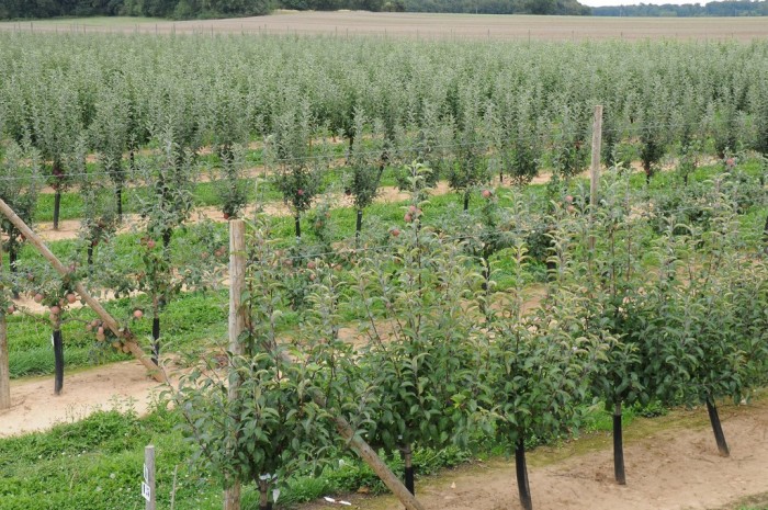 The Dalival rootstock orchard : a particular care and rigorous selection