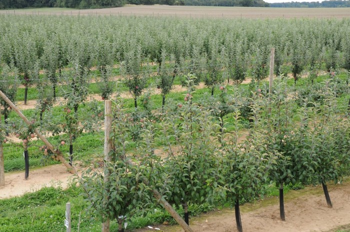 Il frutteto per la produzione di portainnesti Dalival: una cura speciale e una selezione rigorosa