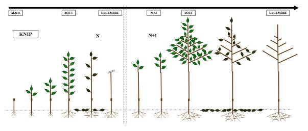 Production scheme of a Knipboom: