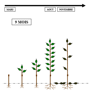 Production scheme of a 9 month tree :
