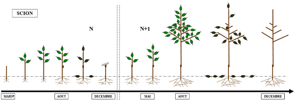 Production scheme of a maiden tree :