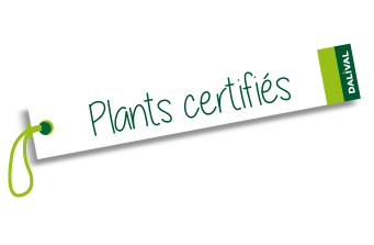 Dalival certification