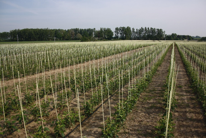 Les travaux de pépinière DALIVAL