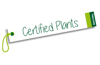 Phytosanitary certificate / passport Dalival Certified Plants