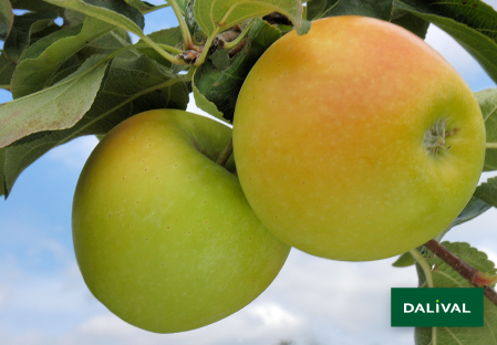 Apple - Apple tree - Dalival - ALTESS DALITRON