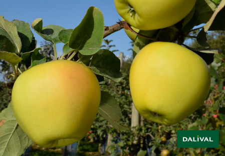 Apple - Apple tree - Dalival - ALTESS DALITRON