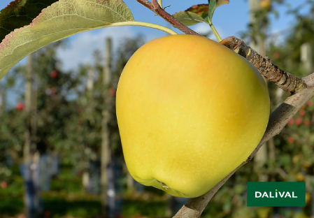 Apple - Apple tree - Dalival - ALTESS DALITRON