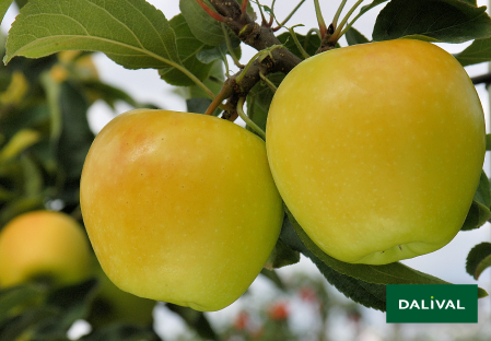 Apple - Apple tree - Dalival - ALTESS DALITRON