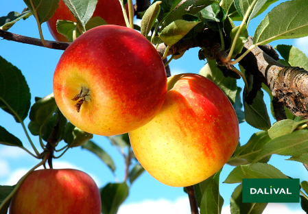 Apple - Apple tree - Dalival - AMBASSY DALILI