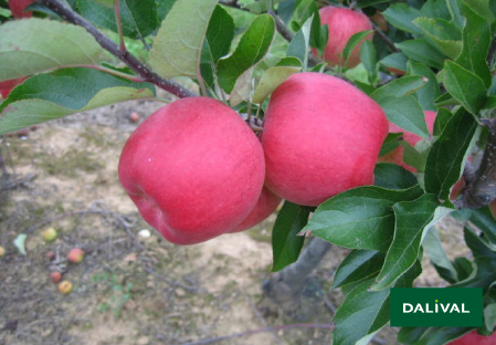 Variete pomme pommier Dalival AMBROSIA COV