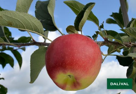 Apple - Apple tree - Dalival - AMBROSIA COV