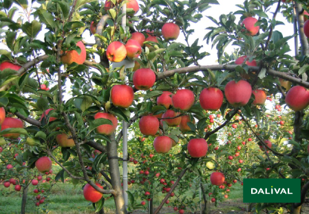 Apple - Apple tree - Dalival - AMBROSIA COV