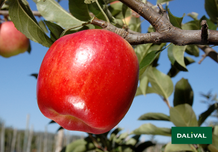 Apple - Apple tree - Dalival - AMBROSIA COV