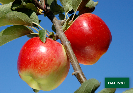 Apple - Apple tree - Dalival - AMBROSIA COV