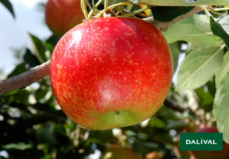 Variete pomme pommier Dalival ANTARES DALINBEL