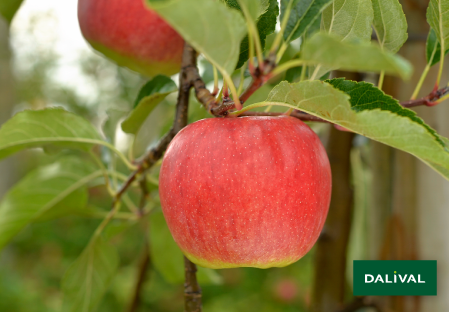 Variete pomme pommier Dalival ANTARES DALINBEL