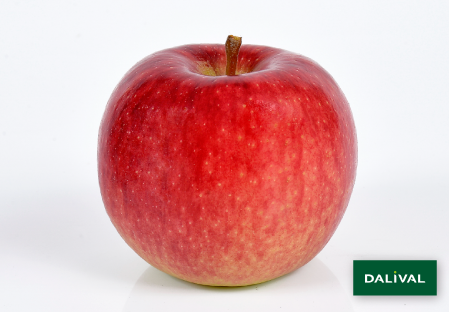 Apple - Apple tree - Dalival - ANTARES DALINBEL