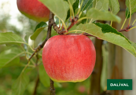 Apple - Apple tree - Dalival - ANTARES DALINBEL