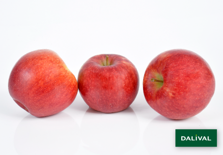 Apple - Apple tree - Dalival - ANTARES DALINBEL