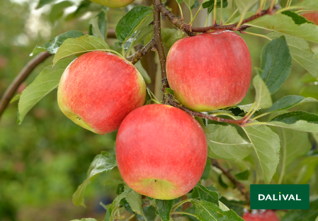 Variete pomme pommier Dalival ANTARES DALINBEL