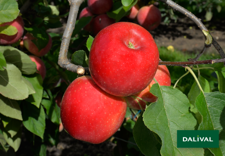 Apple - Apple tree - Dalival - LES NATURIANES ARIANE
