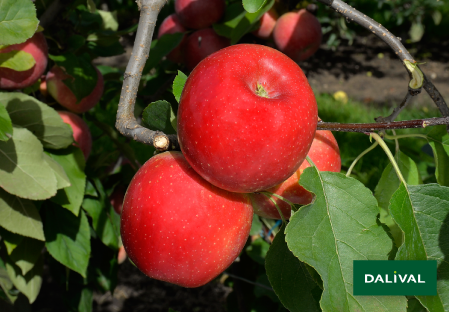 Variete pomme pommier Dalival LES NATURIANES ARIANE