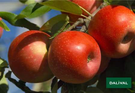 Apple - Apple tree - Dalival - LES NATURIANES ARIANE