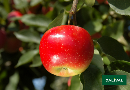 Variete pomme pommier Dalival LES NATURIANES ARIANE