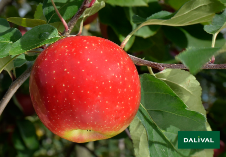 Variete pomme pommier Dalival LES NATURIANES ARIANE