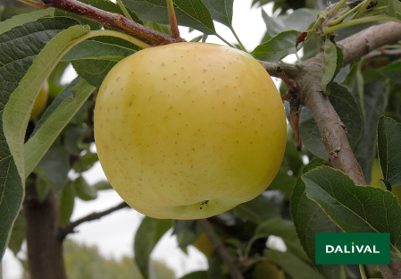 Apple - Apple tree - Dalival - BELCHARD CHANTECLER