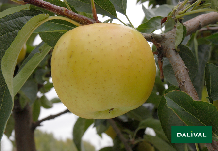 Variete pomme pommier Dalival BELCHARD CHANTECLER