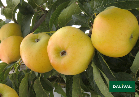 Variete pomme pommier Dalival BELCHARD CHANTECLER