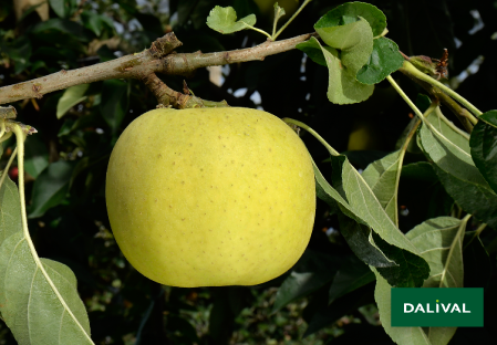 Variete pomme pommier Dalival BELCHARD CHANTECLER