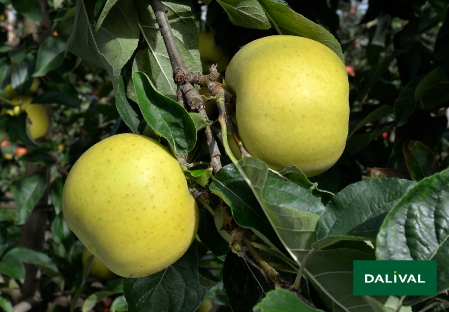 Variete pomme pommier Dalival BELCHARD CHANTECLERC