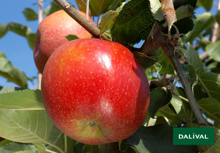 Apple - Apple tree - Dalival - BOSKOOP VAN LAAR BIELAAR