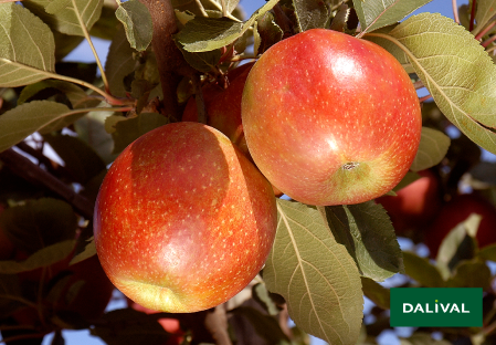 Variete pomme pommier Dalival BOSKOOP VAN LAAR BIELAAR