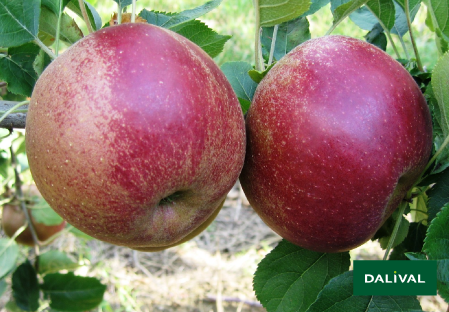 Variete pomme pommier Dalival BOSKOOP VAN LAAR BIELAAR