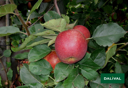 Variete pomme pommier Dalival BOSKOOP VALASTRID