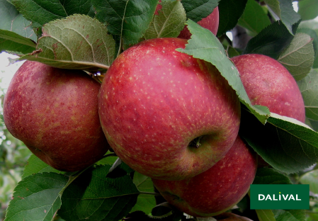 Variete pomme pommier Dalival BOSKOOP VALASTRID