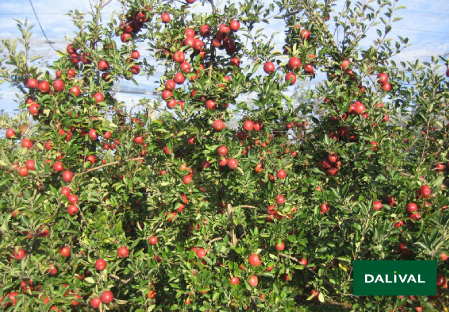 Apple - Apple tree - Dalival - APORO MARIRI RED COV