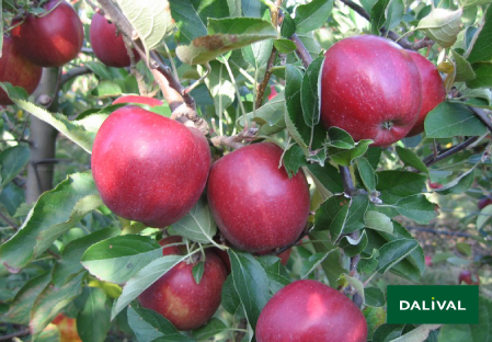 Apple - Apple tree - Dalival - APORO MARIRI RED COV