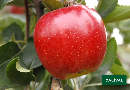 Variete pomme pommier Dalival APORO MARIRI RED COV